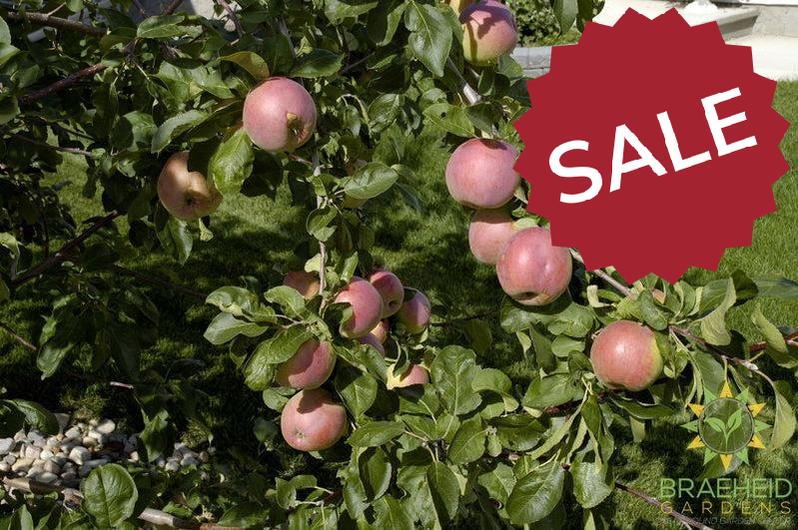September Ruby Apple- Tree for sale, Grown in Grande Prairie -Braeheid Gardens Ltd. on Emerson Trail