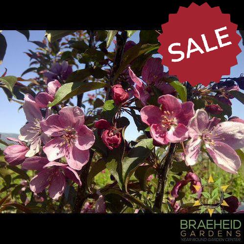Gladiator® Rosybloom Crabapple- Tree for sale, Grown in Grande Prairie -Braeheid Gardens Ltd. on Emerson Trail