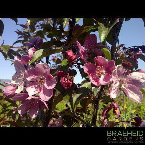 Gladiator® Rosybloom Crabapple- Tree for sale, Grown in Grande Prairie -Braeheid Gardens Ltd. on Emerson Trail