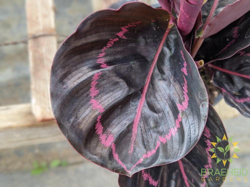 Calathea Roseopicta 'Dottie'
