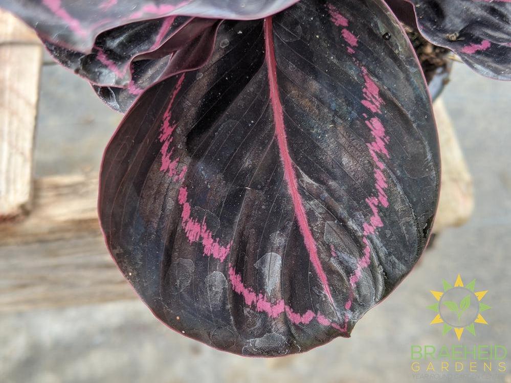 Calathea Roseopicta 'Dottie'