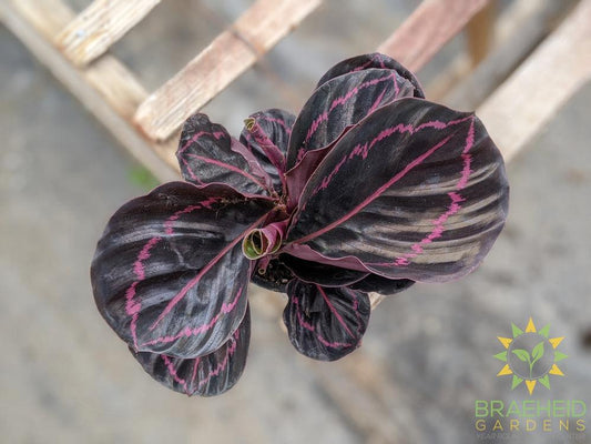 Calathea Roseopicta 'Dottie'