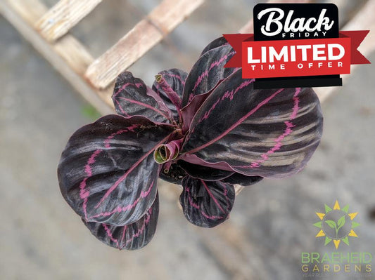 Calathea Roseopicta 'Dottie'