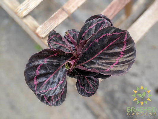 Calathea Roseopicta 'Dottie'