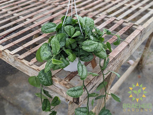 Silver Splash Scindapsus Hanging Basket