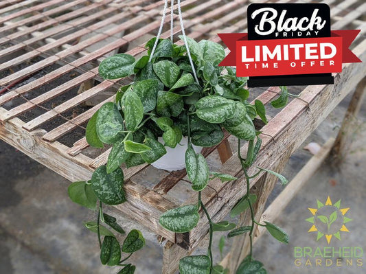 Silver Splash Scindapsus Hanging Basket