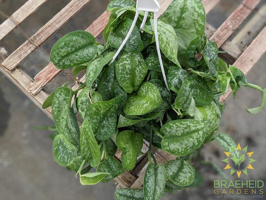 Silver Splash Scindapsus Hanging Basket