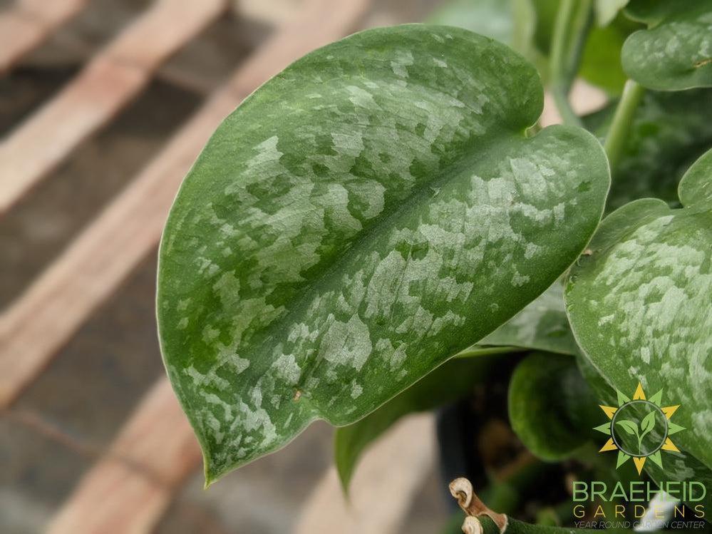 Silver Splash Scindapsus Hanging Basket