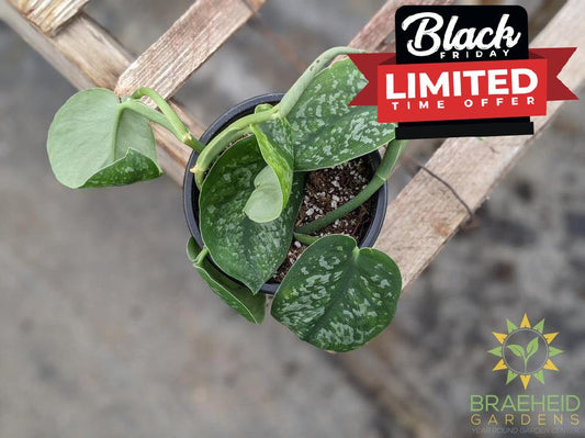 Silver Splash Scindapsus