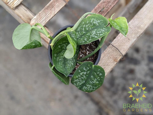 Silver Splash Scindapsus