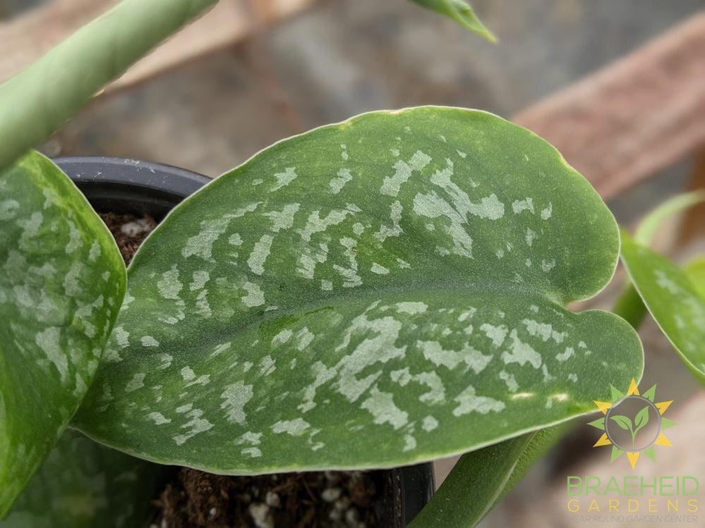 Silver Splash Scindapsus