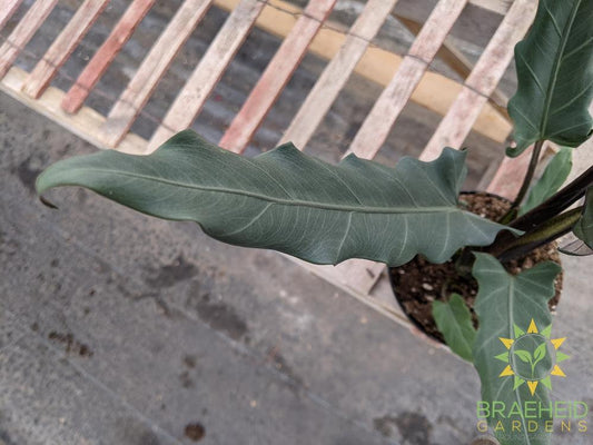 Alocasia Purple Sword