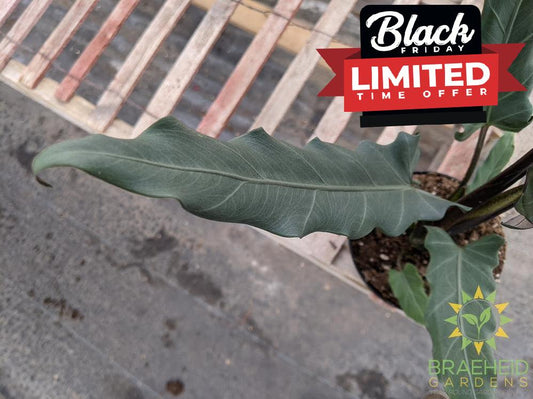 Alocasia Purple Sword