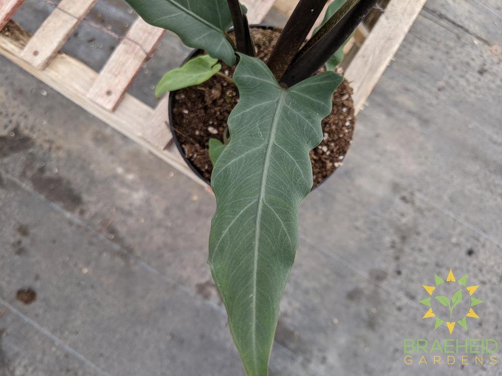 Alocasia Purple Sword