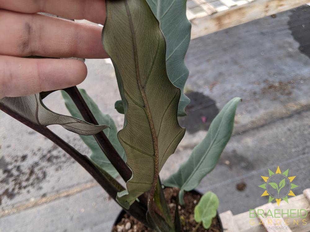 Alocasia Purple Sword