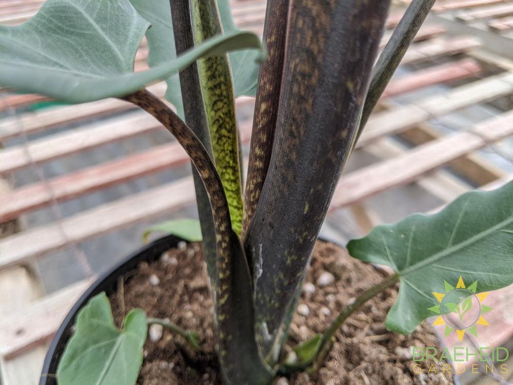 Alocasia Purple Sword