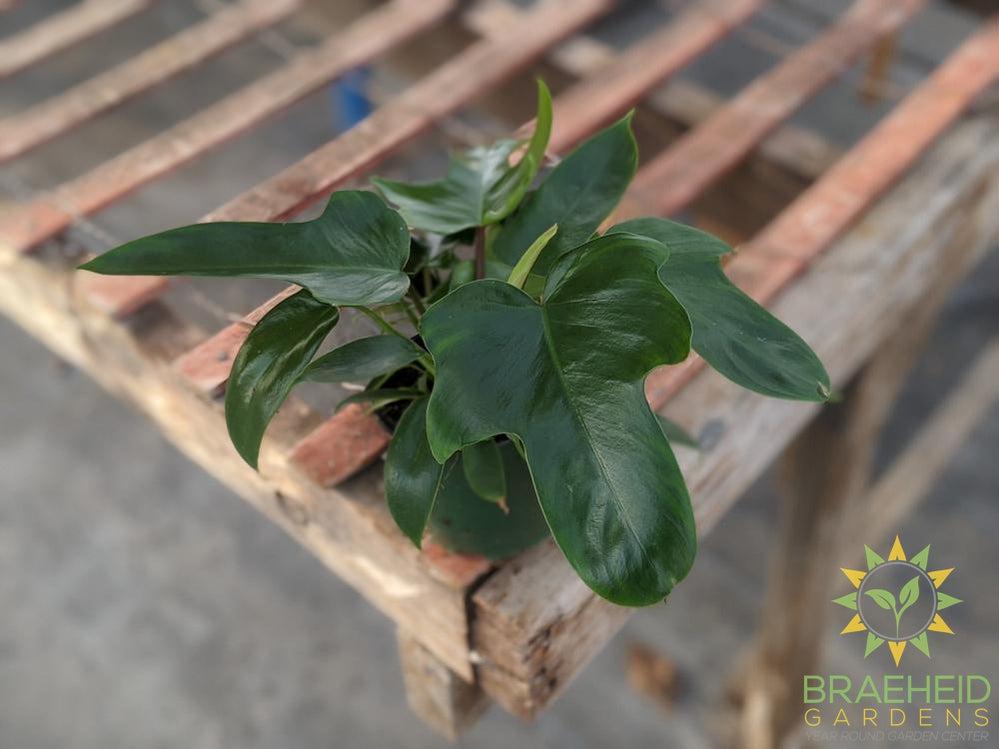 Buy Philodendron pedatum online in Canada