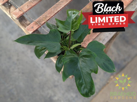 Philo pedatum rudolph houseplant