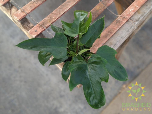 Philo pedatum rudolph houseplant