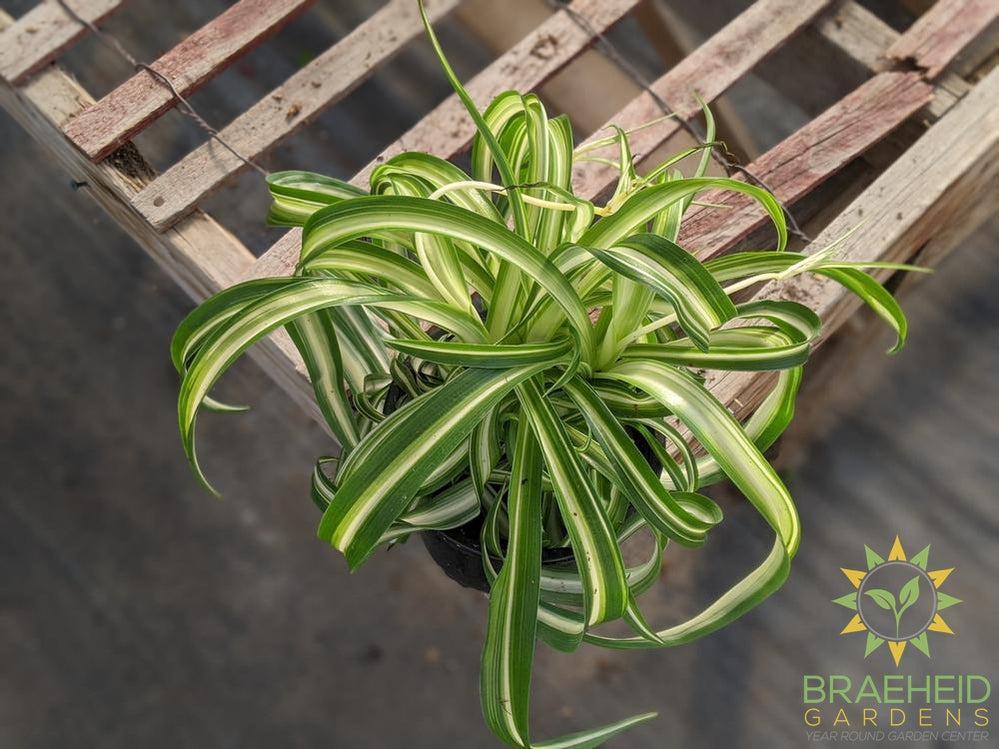 Curly spider plant