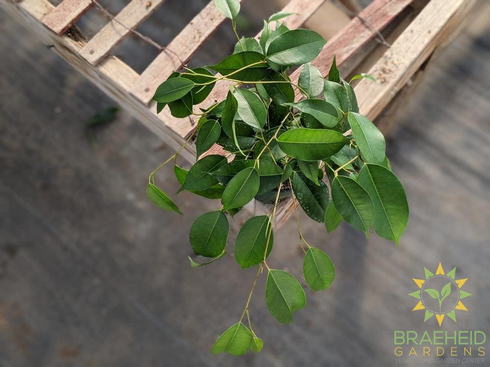 Weeping Ficus