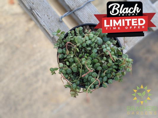 Peperomia Prostrata - String of turtles