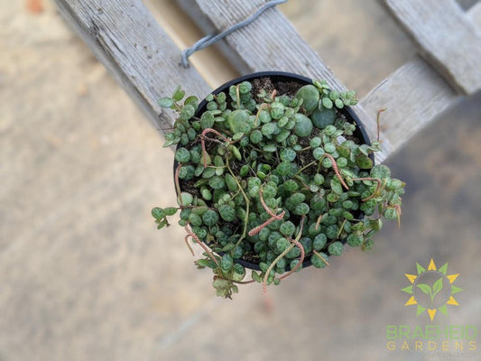 Peperomia Prostrata - String of turtles