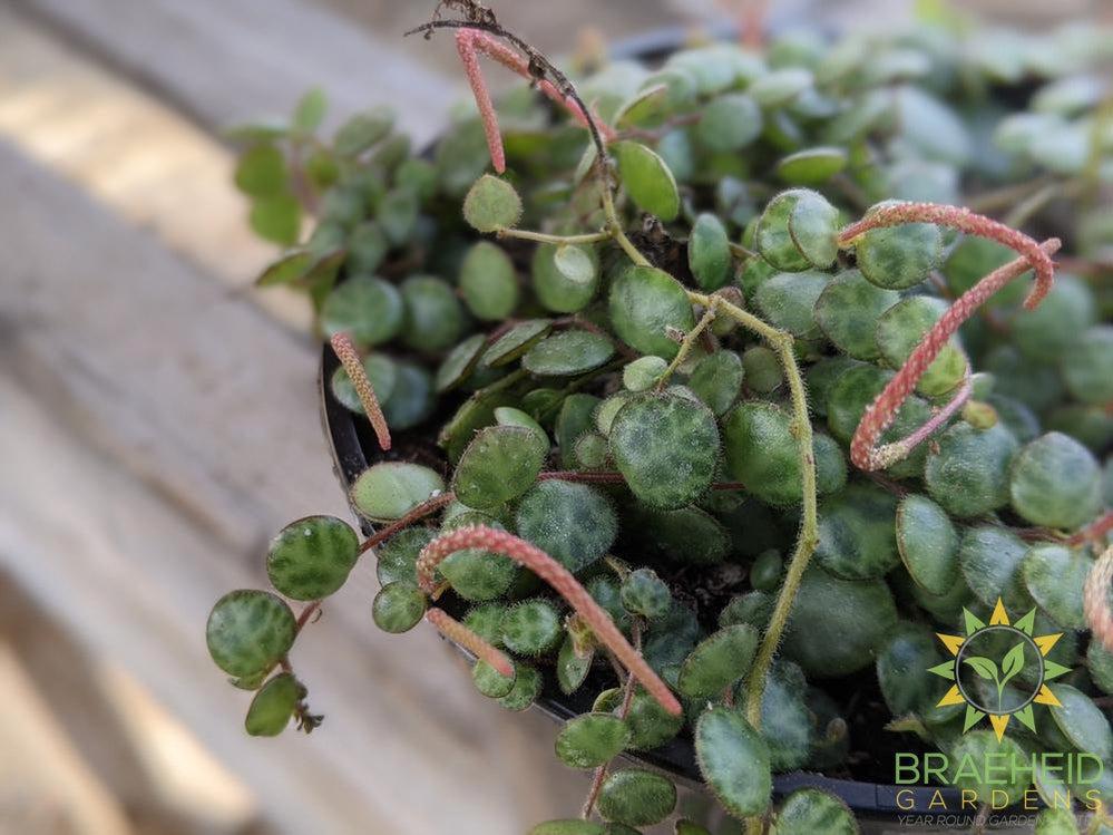 Peperomia Prostrata - String of turtles