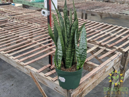 Large Sansevieria Snake Plant - NO SHIP -