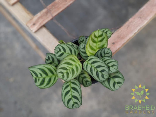 Calathea Peacock (Burle Marx)
