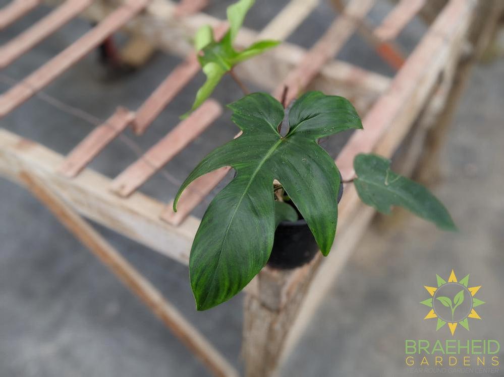 Philodendron Pedatum - Florida Beauty Green