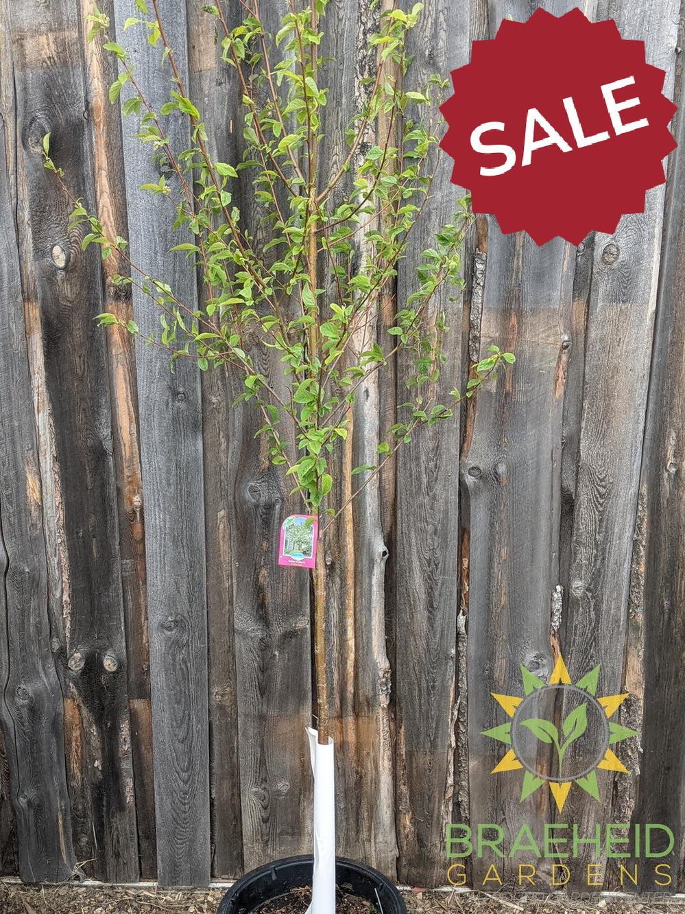 Amur Cherry Tree- Tree for sale, Grown in Grande Prairie -Braeheid Gardens Ltd. on Emerson Trail