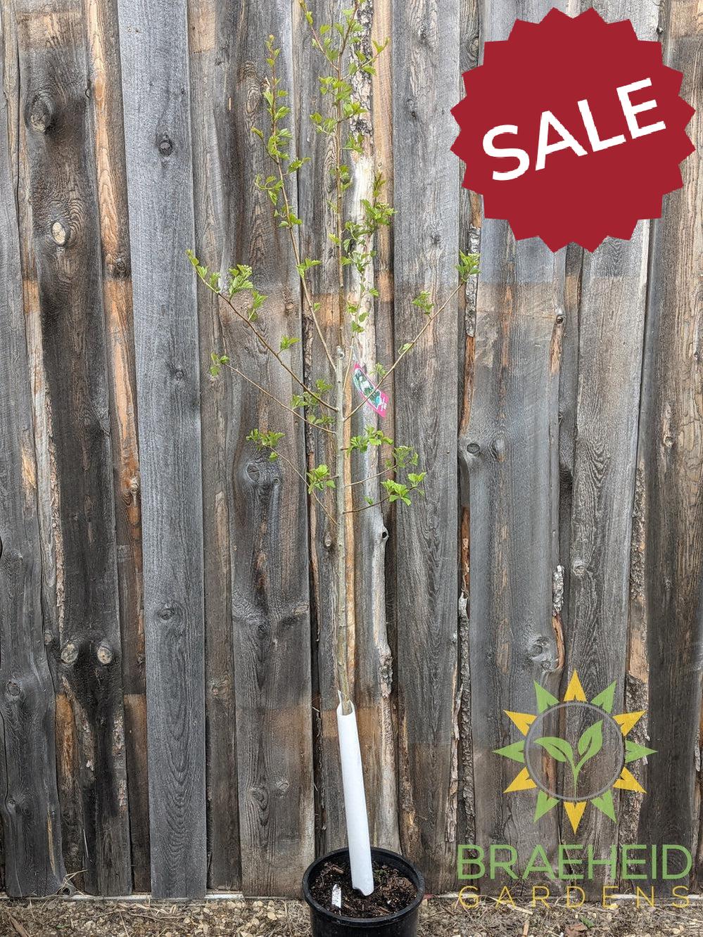 Snowbird Hawthorn- Tree for sale, Grown in Grande Prairie -Braeheid Gardens Ltd. on Emerson Trail