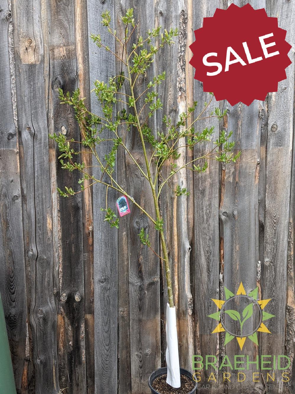 Prairie Reflection® Laurel Willow- Tree for sale, Grown in Grande Prairie -Braeheid Gardens Ltd. on Emerson Trail