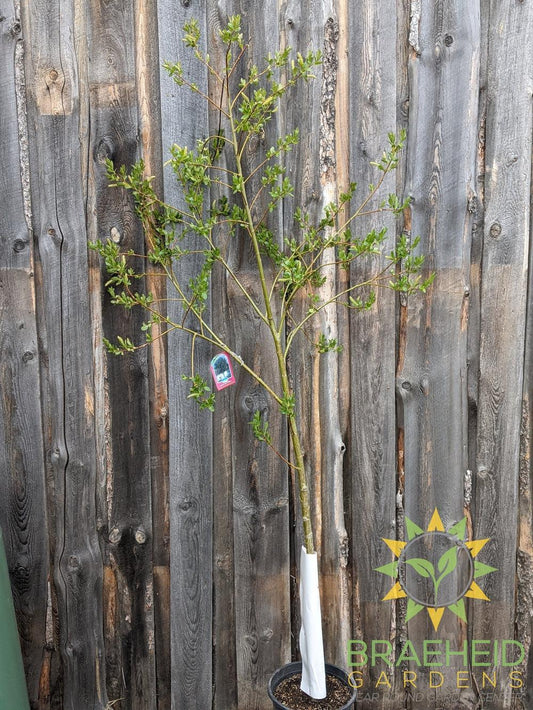 Prairie Reflection® Laurel Willow- Tree for sale, Grown in Grande Prairie -Braeheid Gardens Ltd. on Emerson Trail