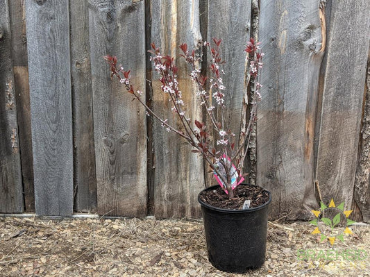 Purple Leaf Plum/Sand Cherry- Tree for sale, Grown in Grande Prairie -Braeheid Gardens Ltd. on Emerson Trail