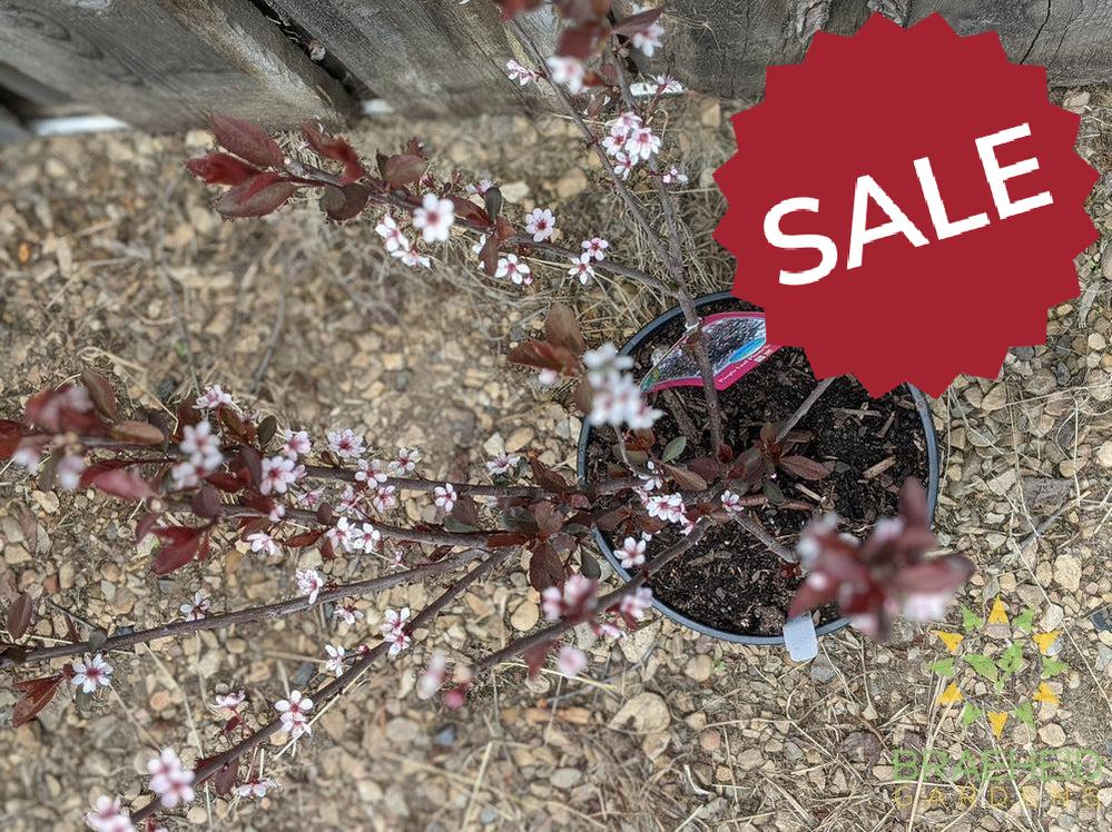 Purple Leaf Plum/Sand Cherry- Tree for sale, Grown in Grande Prairie -Braeheid Gardens Ltd. on Emerson Trail