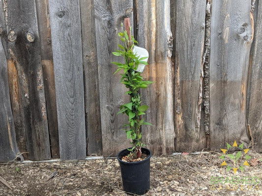 Sapphire Indigo Clematis