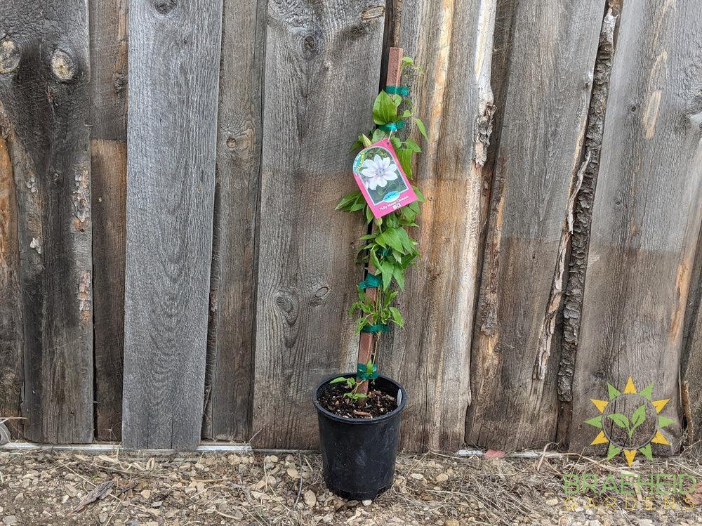 Nelly Moser Clematis