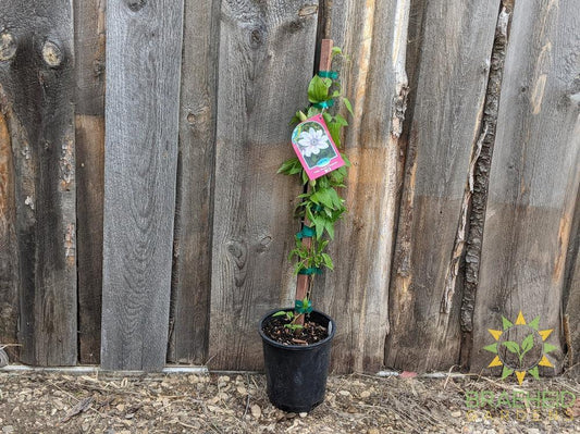 Nelly Moser Clematis