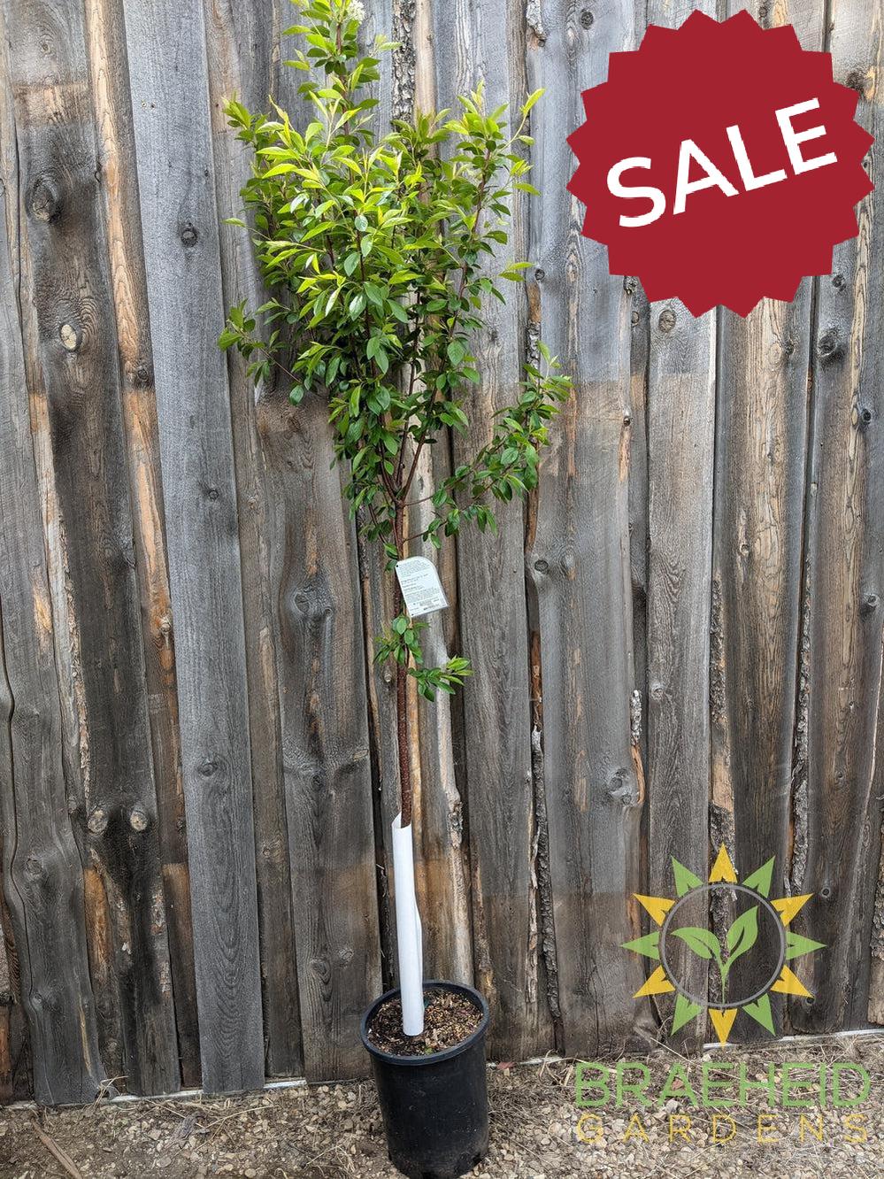 Ming Cherry Tree- Tree for sale, Grown in Grande Prairie -Braeheid Gardens Ltd. on Emerson Trail
