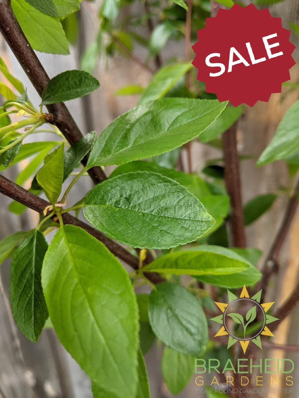 Ming Cherry Tree- Tree for sale, Grown in Grande Prairie -Braeheid Gardens Ltd. on Emerson Trail