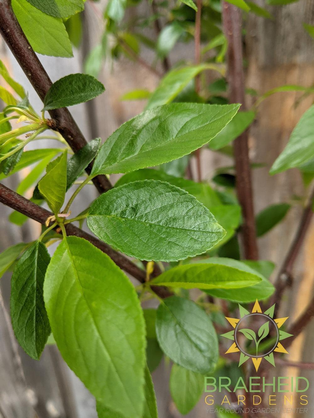 Ming Cherry Tree- Tree for sale, Grown in Grande Prairie -Braeheid Gardens Ltd. on Emerson Trail