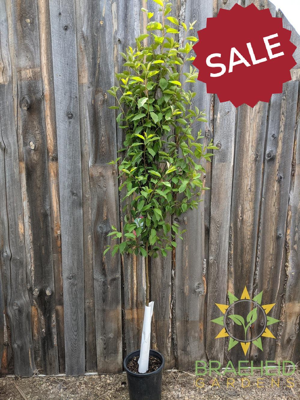 Bailey's Select Schubert Chokecherry- Tree for sale, Grown in Grande Prairie -Braeheid Gardens Ltd. on Emerson Trail