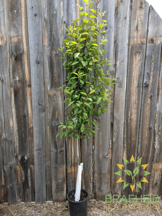 Bailey's Select Schubert Chokecherry- Tree for sale, Grown in Grande Prairie -Braeheid Gardens Ltd. on Emerson Trail