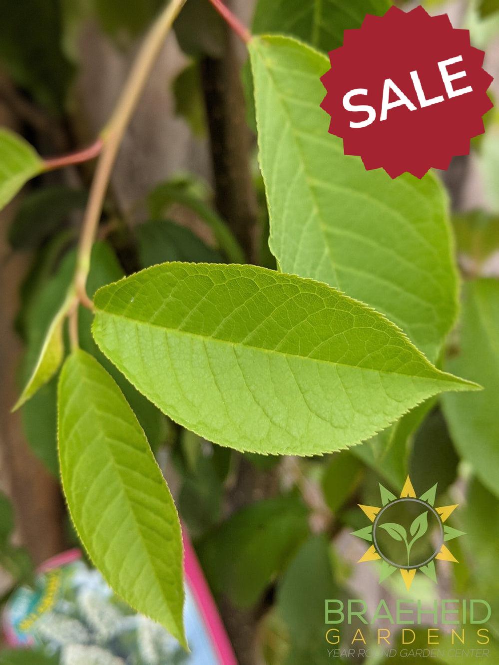 Bailey's Select Schubert Chokecherry- Tree for sale, Grown in Grande Prairie -Braeheid Gardens Ltd. on Emerson Trail
