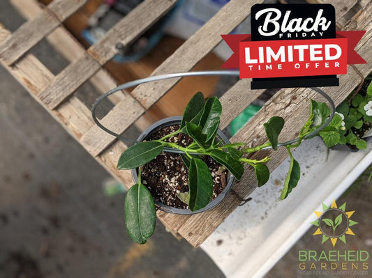 Madagascar Jasmine Hoop