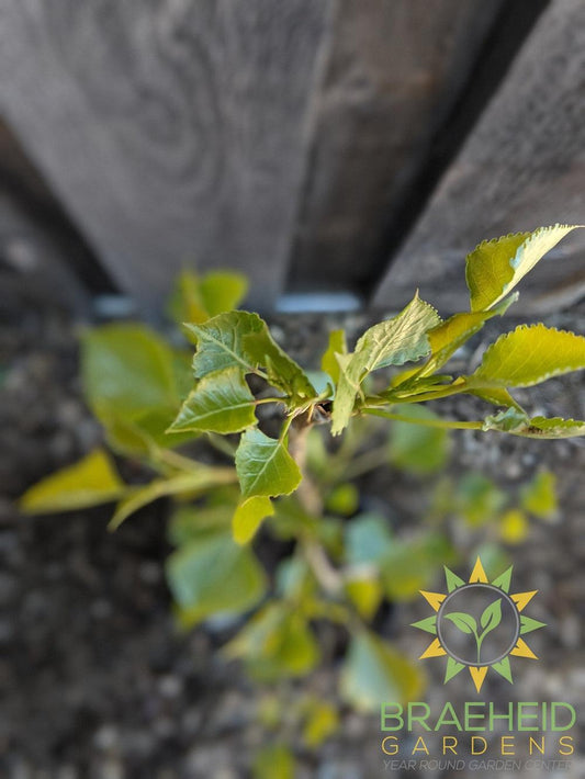 Assiniboine Poplar- Tree for sale, Grown in Grande Prairie -Braeheid Gardens Ltd. on Emerson Trail