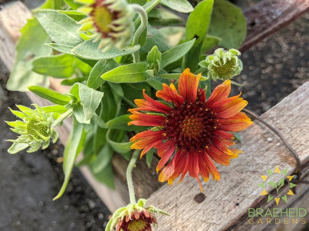 Blanket Flower 'Arizona Red Shades'