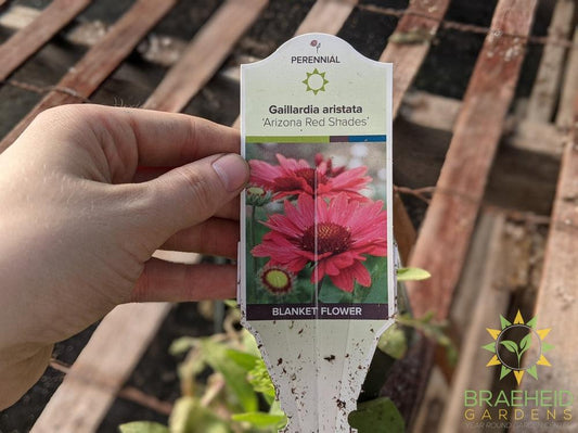 Blanket Flower 'Arizona Red Shades'